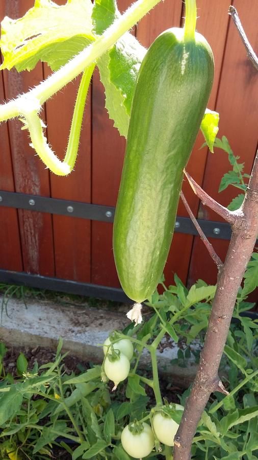 Апартаменты Vila Pegaz Вирпазар-28