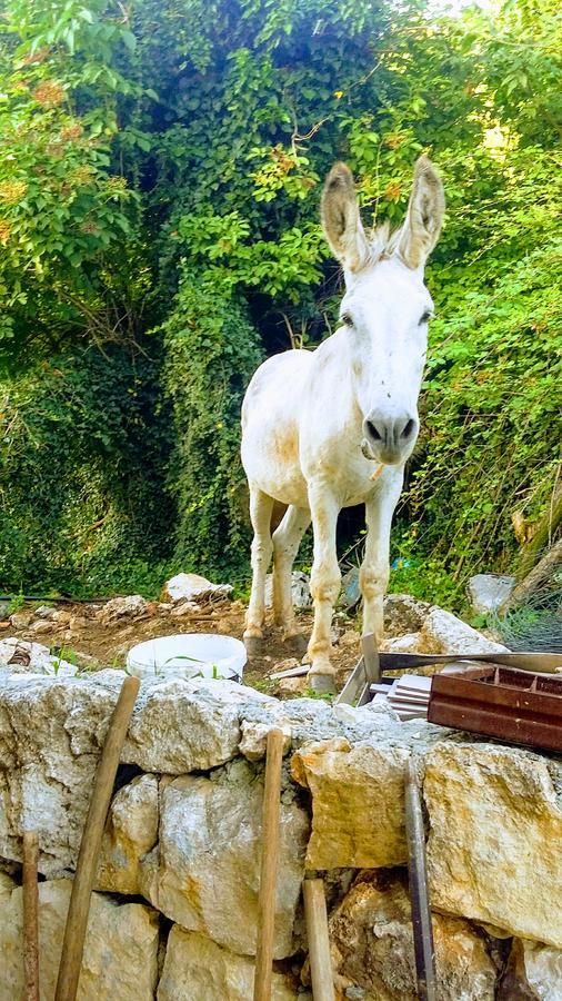 Апартаменты Vila Pegaz Вирпазар-48