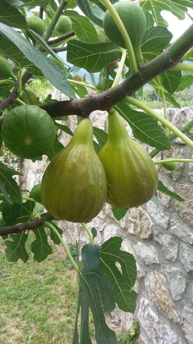 Апартаменты Vila Pegaz Вирпазар-22