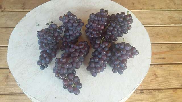 Апартаменты Vila Pegaz Вирпазар-42